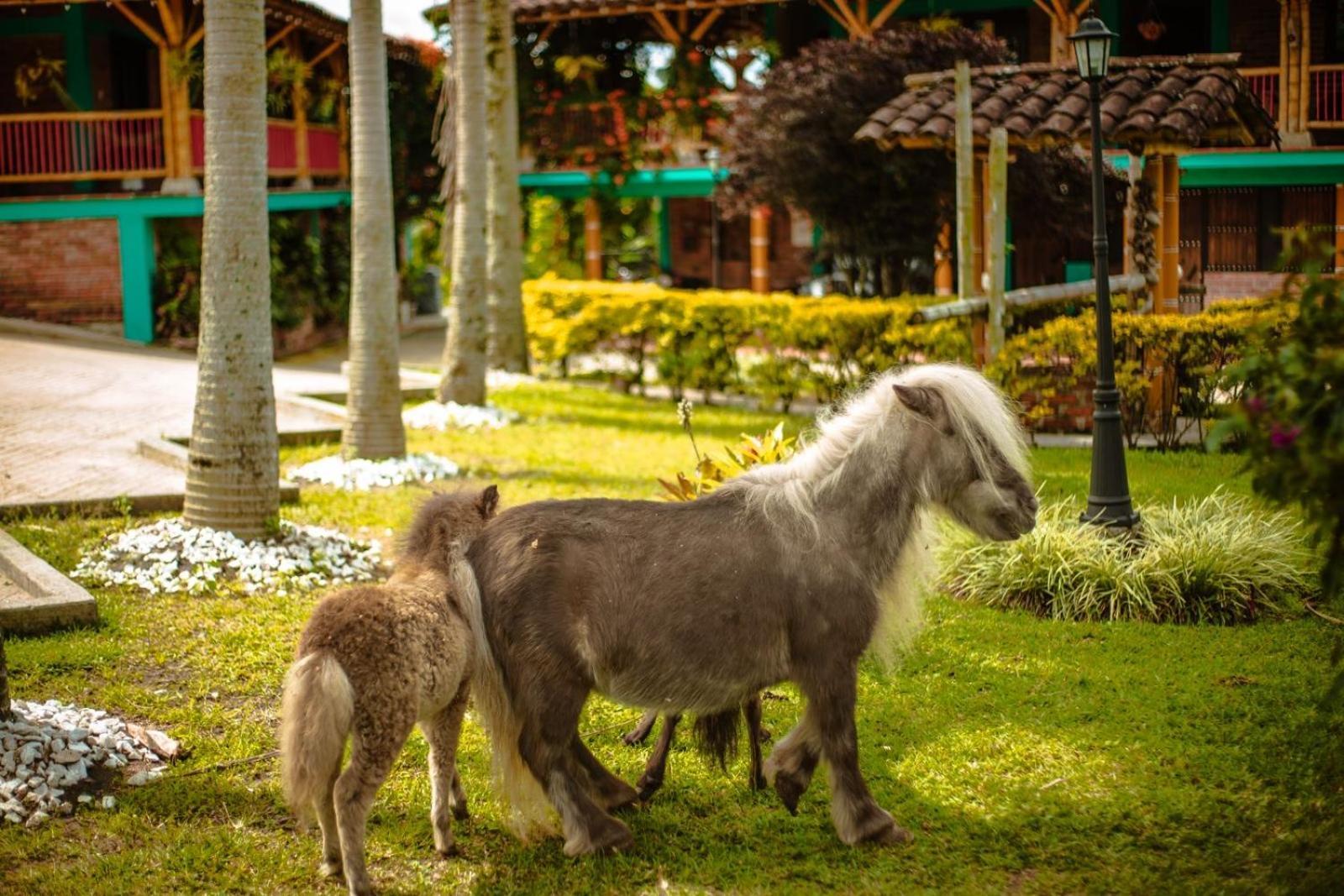Finca Hotel El Diamante Calarcá Εξωτερικό φωτογραφία
