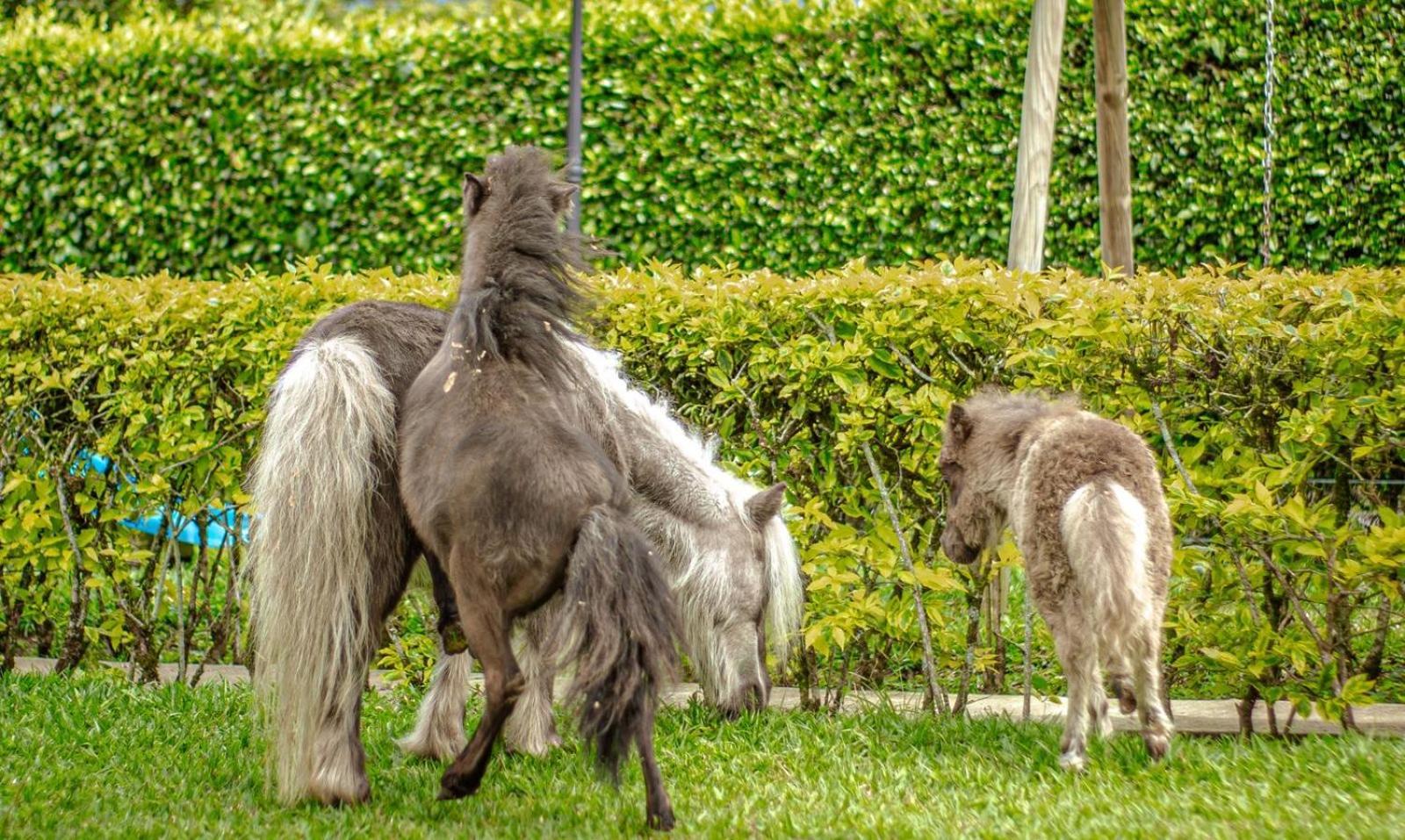 Finca Hotel El Diamante Calarcá Εξωτερικό φωτογραφία