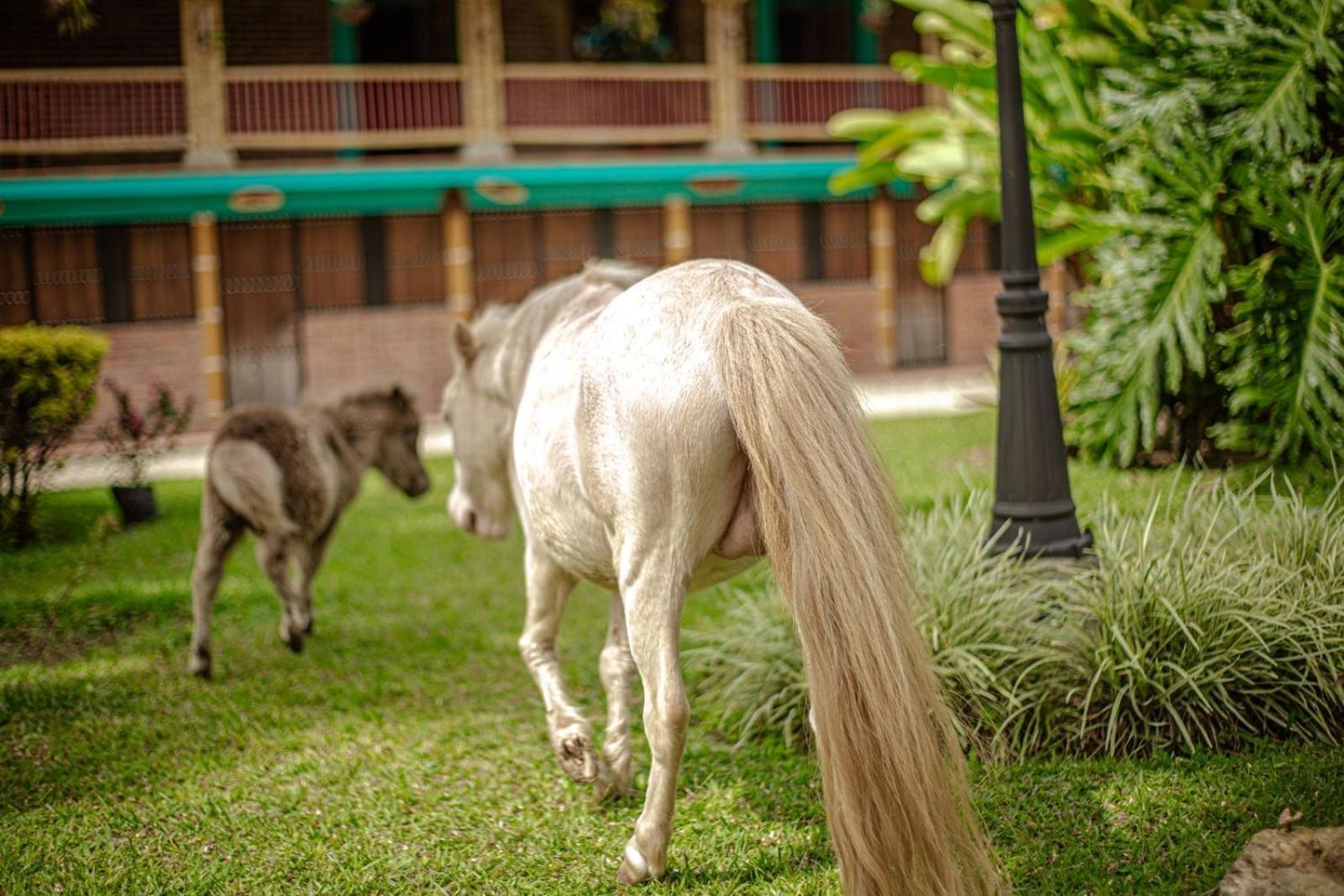 Finca Hotel El Diamante Calarcá Εξωτερικό φωτογραφία