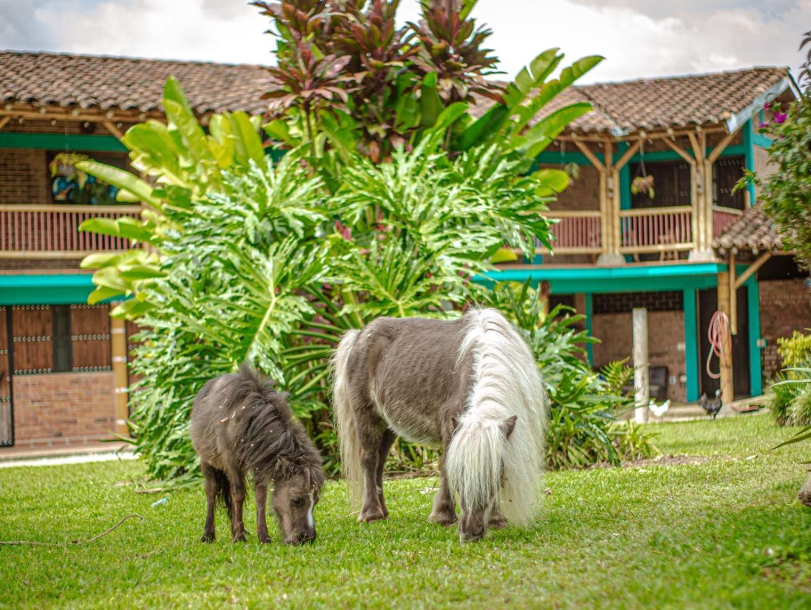 Finca Hotel El Diamante Calarcá Εξωτερικό φωτογραφία